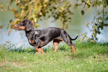 Selective focus photo of an adorable black and tan miniature Dachshund running by the lakeshore
