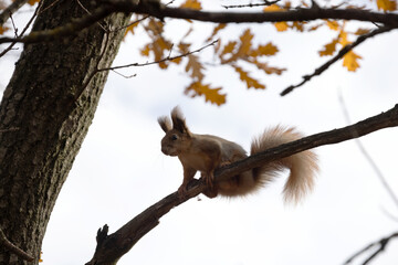 Squirrel sits on tree branch in the autumn forest.