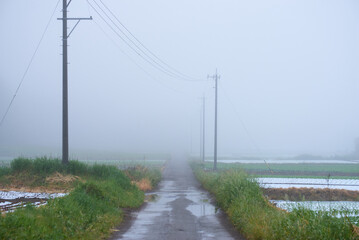 Fototapeta na wymiar 霧の風景