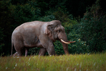 beautiful of male elephant with ivory in khaoyai national park ,khao yai is one of most important wildlife habitat in south east asia