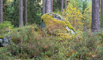 Moss-covered rock in the forest