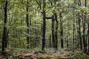 Photo d'ambiance dans une forêt.