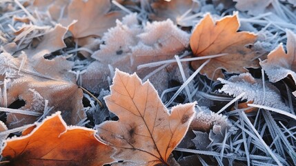 Beautiful colorful nature with bright orange leaves covered with frost in late autumn or early winter.