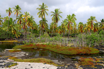 Big Island, Hawaii landscape with coconut trees, plants, succulent, and brook.