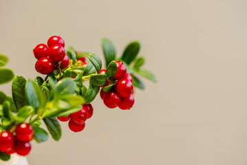 Lingonberry branch. Bush of wild ripe cowberry
