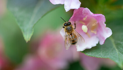 Fototapeta premium Closeup or macro of a bee on a flower