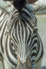 Zebra (Equus quagga) portrait from the front.