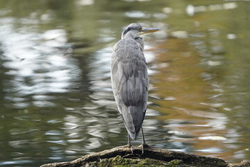 
Gray heron (Ardea cinerea) Ardeidae family. Hanover, Germany.
