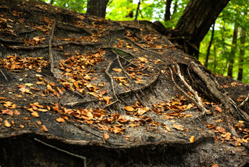 Wystające korzenie na leśnej skarpie usłane liśćmi - obrazy, fototapety, plakaty