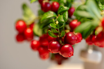 Lingonberry branch. Bush of wild ripe cowberry