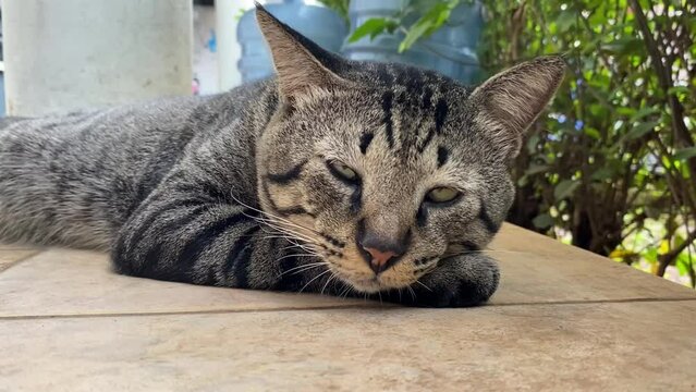 A dashing domestic tomcat, with black stripes fur lying on the floor