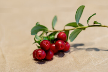 Lingonberry branch. Bush of wild ripe cowberry