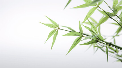 Green leaves of bamboo and branches, bamboo leaf material on white background