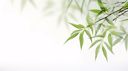 Green leaves of bamboo and branches, bamboo leaf material on white background