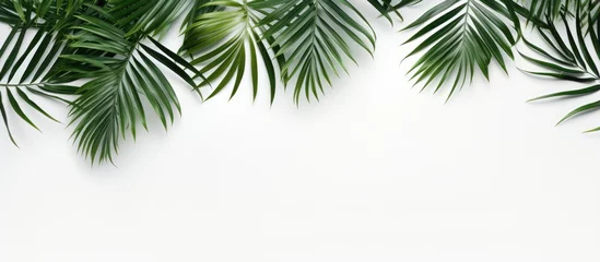 Fototapeten Minimalist palm leaf pattern composition on white background © AkuAku