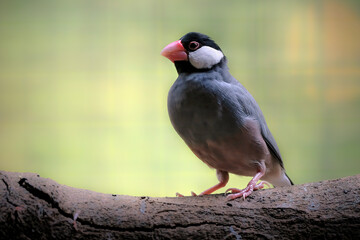 A Java sparrow on a branch, is a small passerine bird
