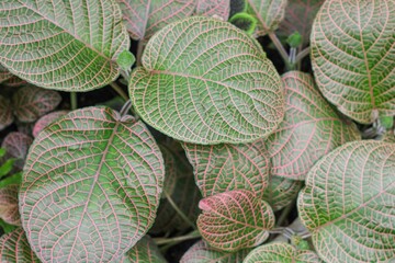 Background of unusual large green leaves with a pink pattern. natural pattern