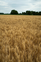 View over a grain field with ripe grain plants in rural area in late summer just before the harvest
