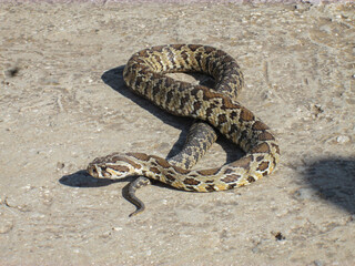 A clear, close-up picture of a large snake