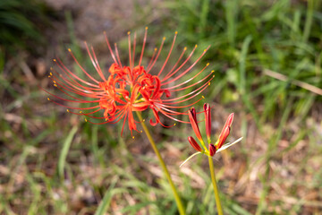 Lycoris squamigera, red flowers and buds