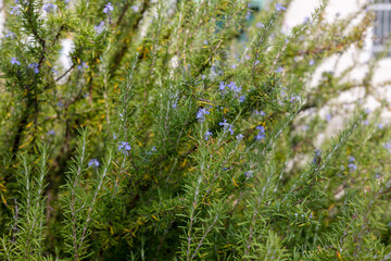 a garden full of rosemary herbs and flowers