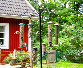 Photo of birds eating seeds from a bird feeder