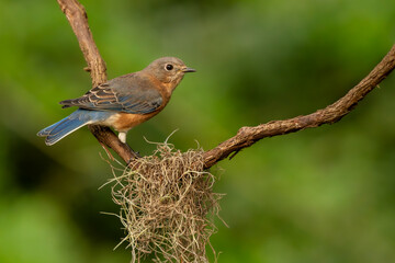 Juvenile Eastern Bluebird