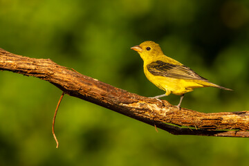 Scarlet Tanager