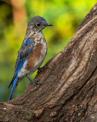Juvenile Eastern Bluebird
