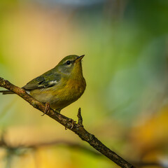 Northern Parula (Setophaga americana)