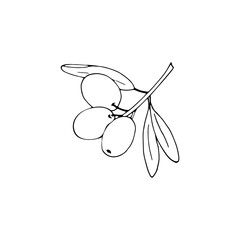 Hand-drawn olive branch with leaves and fruits. isolated vector illustration