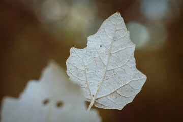 otoño, hojas, melancolía, bosque, bokeh, macrofotografía, calma, paseo, arboles