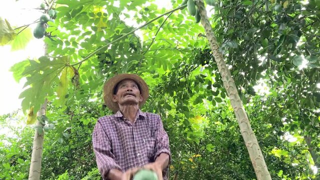 HD slow-motion farmer harvests fresh papaya and throws it on the air with a smile at sustainable organic farming in Chiang Mai Thailand.