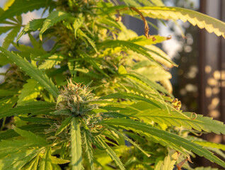 Close-up of a flowering marijuana plant, Cannabis sativa