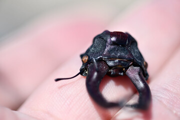 The head of the stag beetle on the sea sand