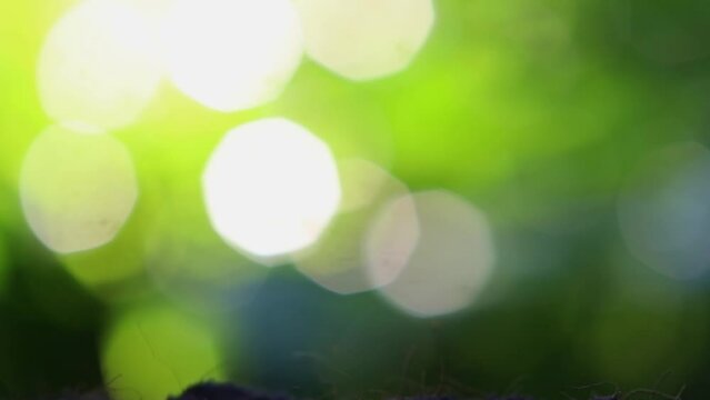 Nature defocused bokeh green background. Green blurred bokeh on nature. Blurred leaves and defocused tree.