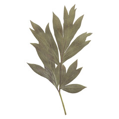 Isolated Pressed and dried Leaf. Aesthetic decorative gardening, wedding, herbarium or scrapbooking design elements