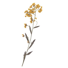 Isolated Pressed and dried Yellow Wild flower with leaves. Aesthetic decorative gardening, wedding, herbarium or scrapbooking design elements
