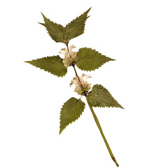 Isolated Pressed and dried White Wild flower with leaves. Aesthetic decorative gardening, wedding,...