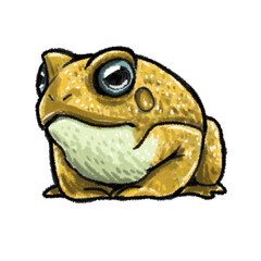 frog isolated on white background