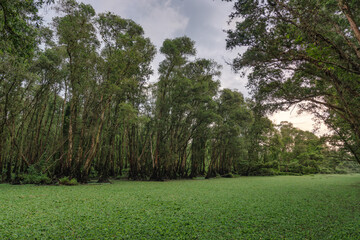 Tra Su forest - Melaleuca Cajuputi forest, a famous destination to travel in Mekong Delta Vietnam