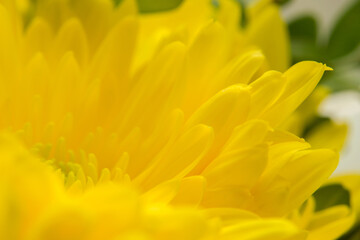 Yellow abstract background with space for text, floral yellow background texture for design, text, advertising, decorative plaster texture for walls