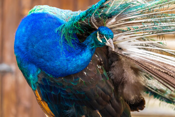 Beautiful peacock with feathers out, close-up portrait.
Piękny paw z piórami, portret z bliska.