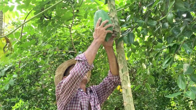 4K slow motion a farmer harvests fresh papaya with a smile for papaya salad at organic farming in Thailand 