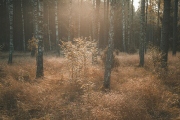 Forest landscape in autumn
