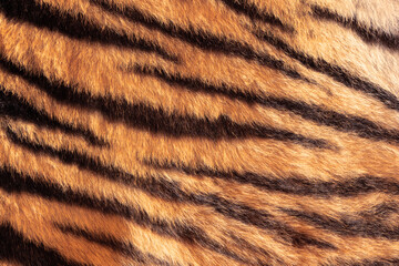 real tiger stripes on animal pelt