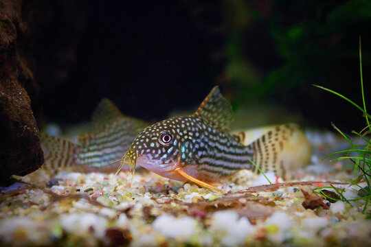 sterbai cory close up