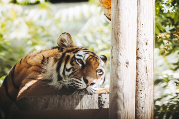 Portrait d'un tigre de Sibérie couché dans un parc zoologique