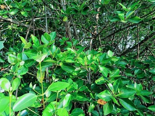 Fototapeta premium This small state is located in the southwestern tip of India