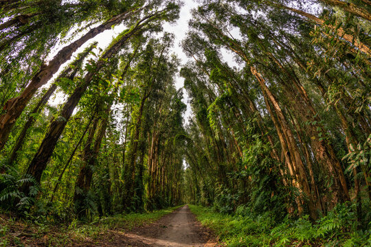 Tra Su forest - Melaleuca Cajuputi forest, a famous destination to travel in Mekong Delta Vietnam © VietDung